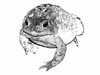 Toad Stamped Image